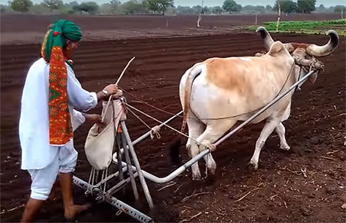 Draught purpose breeds of-Cows-in-India